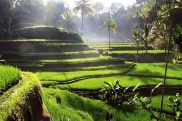 rice terrace